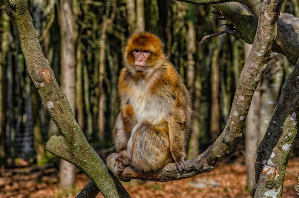 Kostenloses Stock Foto zu affe, affe porträt, affe sitzend